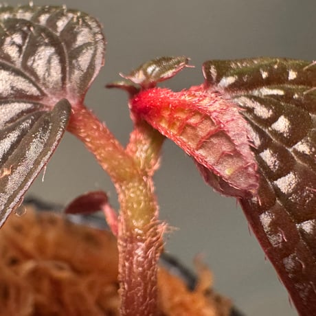 Sonerila sp. from Bukit Biru West Kalimantan