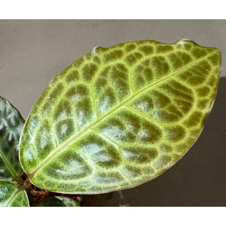 Ardisia sp. "Turtle Back"