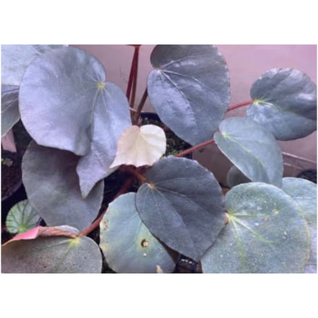 Begonia sp. f1 from Sumatera [NT ORCHID]