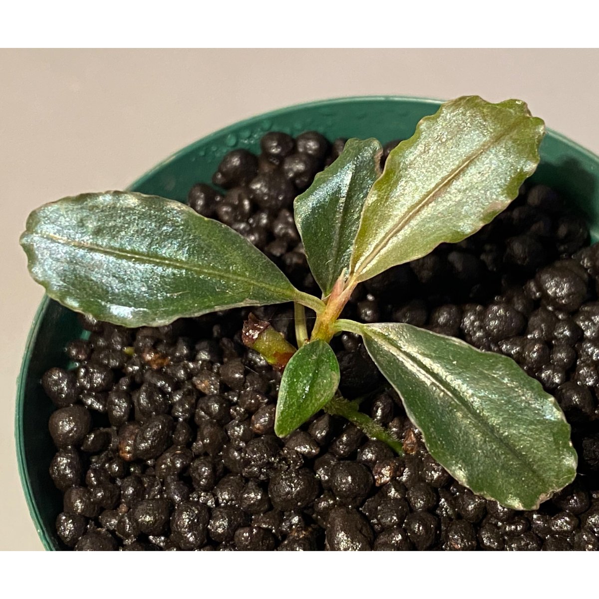 Bucephalandra sp. Bucephalandra sp.
