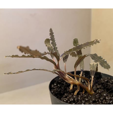 (大株) Bucephalandra sp. "Sintang-5" from Sintang [HW0220-08]