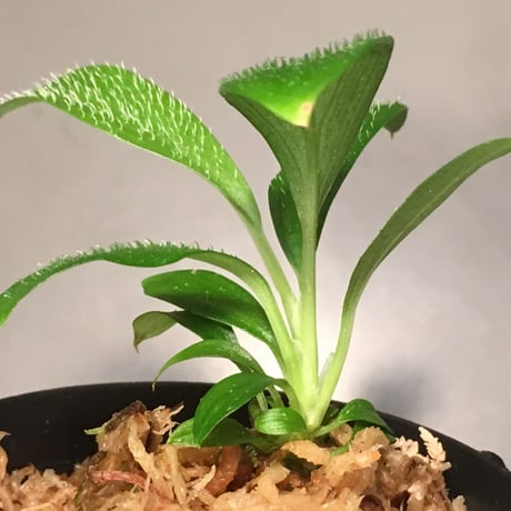 Homalomena hasei "狐尾" from Aceh Sumatera [LA0214-4]