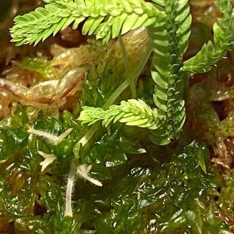 Selaginella biformis [STRINGE PLANTS]