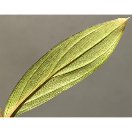 Homalomena sp. "濡烏" from Riau sumatera [LA0518-02]