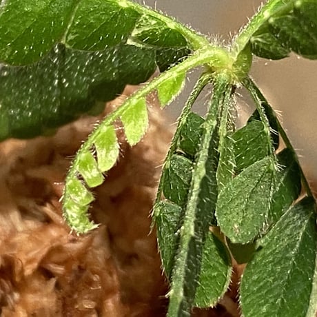 Biophytum sp. BB8th [LA]