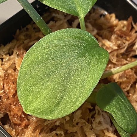 Homalomena sp. from Sumatera Utara [LA0118-02]