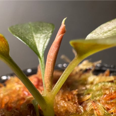 Homalomena sp."赤鉄鉱” from Kepulauan Riau [SGP import] KZT