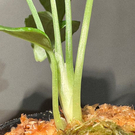 Schismatoglottis Rongisupata from West Kalimantan [KN]