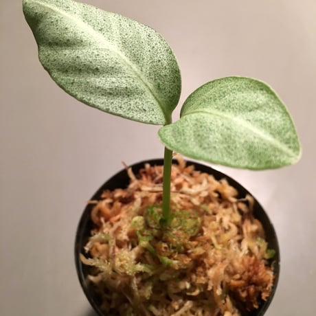 Ardisia sp. from Matang [TK160716]