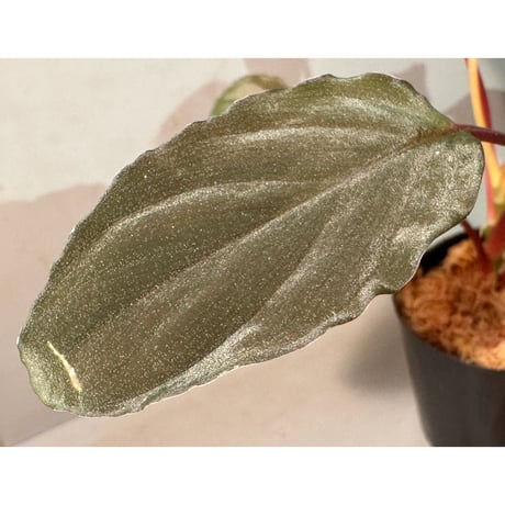Homalomena sp. from Bengkayang West Kalimantan ②