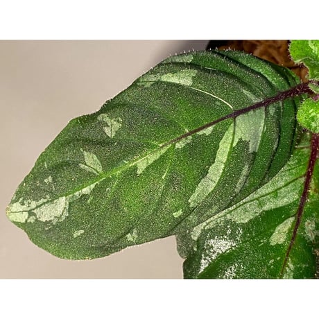Gymnostachyum sp. from Tigalingga [HW0219-02]