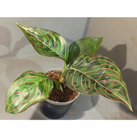 Aglaonema Red Army