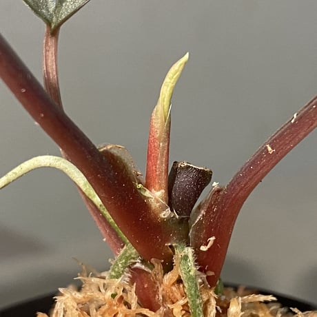 Homalomena sp. "Platinum Velvet" from Kepulauan Riau [KN]②