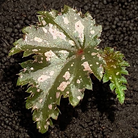 Begonia serratipetara from New Guinea