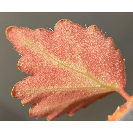 Begonia '煉獄-壱' [LA hyb.-f1-01]