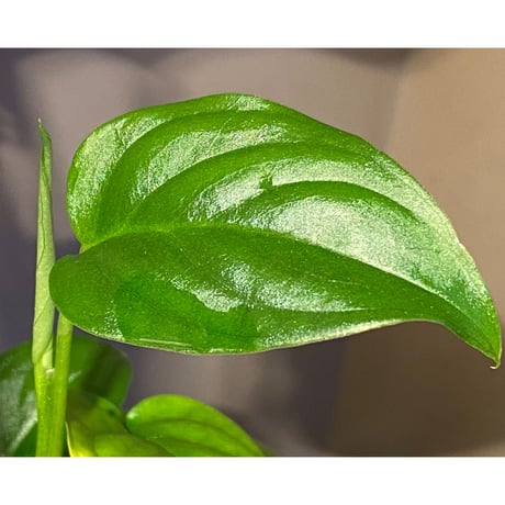Philodendron sp. from Iquitos Peru [tanakay]