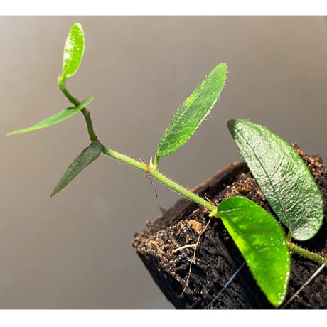 Ficus sp. from Bau