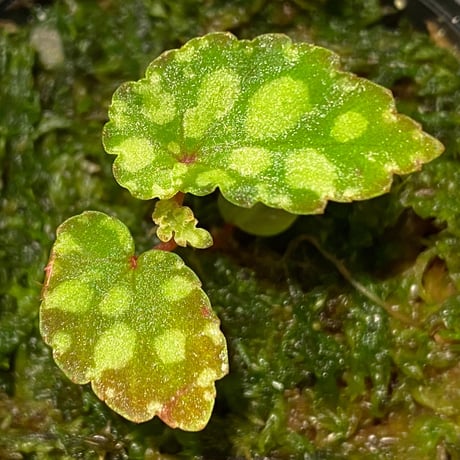 Begonia chlorosticta (Green) from Borneo Sarawak