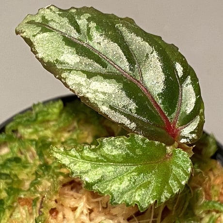 Begonia sp. from Sarawak