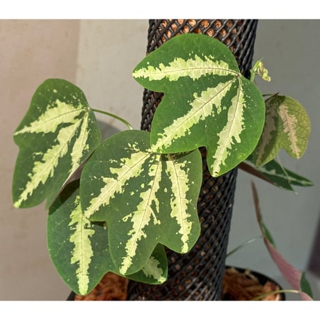 Passiflora trifasciata