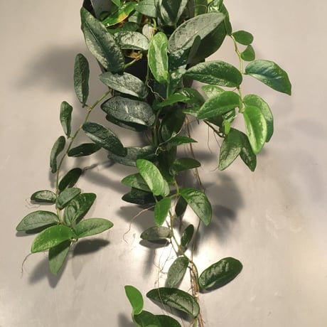 Ficus sp. from Bau