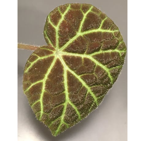 Begonia sp . from Sumpur [TK031117]