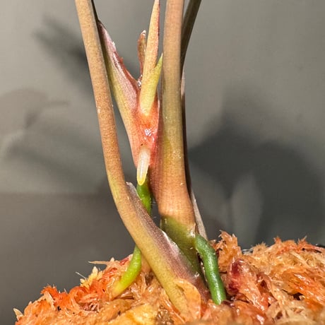 Homalomena sp. "Red" from Bogor