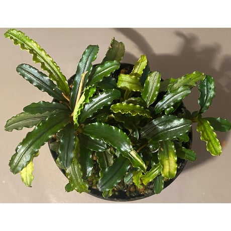 (３芽) Bucephalandra sp. "MEDUSA"