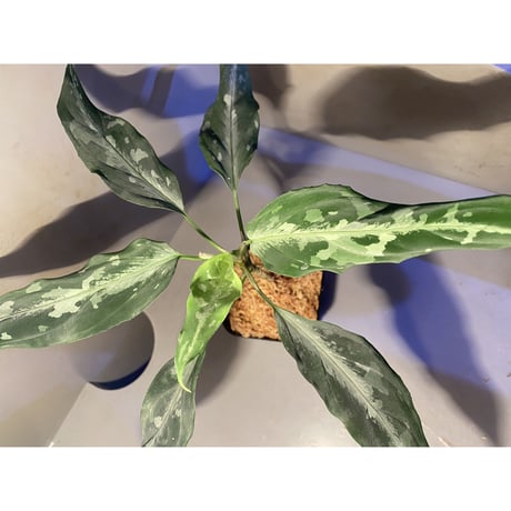 Aglaonema pictum A "しるば〜らいん" from Aceh sumatera [LA0315-4j]
