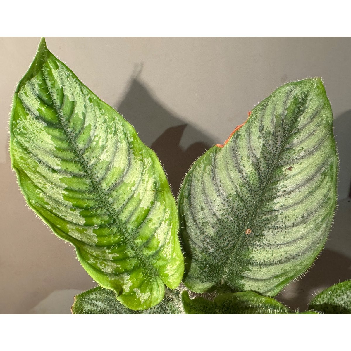 Borneoa ciliata (旧Schismatoglottis) from West K