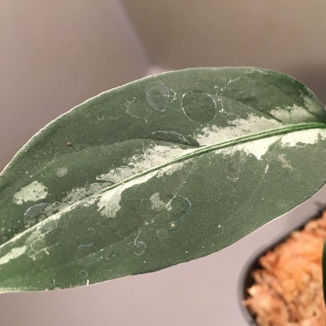 Aglaonema pictum from Sumatera A2 [TK070918] タグ付き