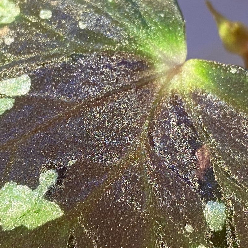 Begonia sp. from North Toraja [S0919-06] 伊藤蟻植物農