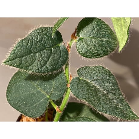 Ficus sp. from Selangor