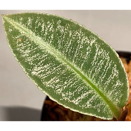 Labisia sp. " Silver Net" BNN from Sibolga timur [AZ1016-2]