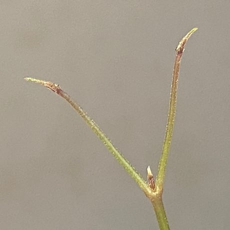Cissus sp. "Padang" Sumatra barat [TB]