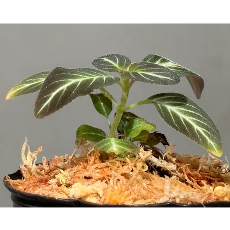 Gesneriaceae gen. from Kalimantan Barat