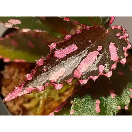 Begonia sp. ぼっち株 from Julau [R1214-01b]