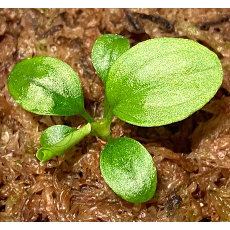 Homalomena sp. "Kayu Lapis" White Kal-barat [TB]