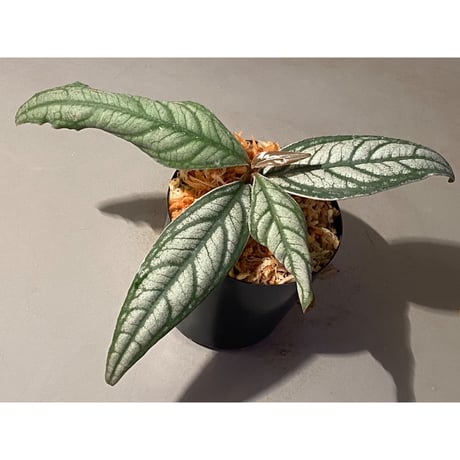 Ardisia sp. from Bukittinggi