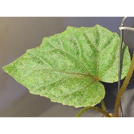 Begonia sp. from Ha Noi [TK140617]