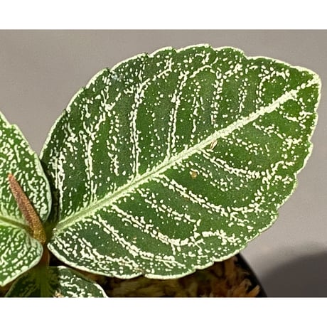 Ardisia sp. from Raub Pahang