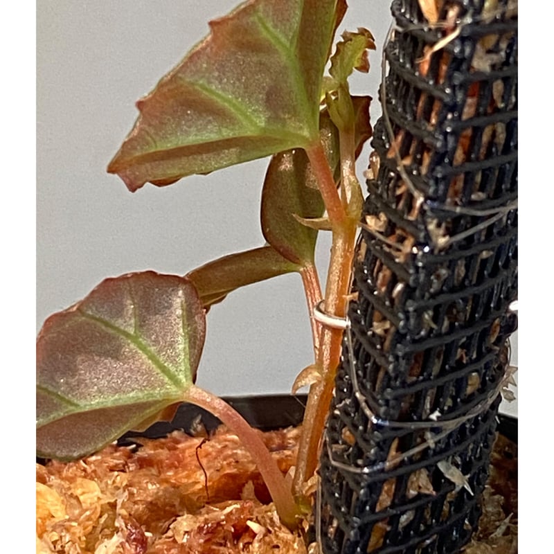 Begonia sp. from Sarawak | M・R・G・R
