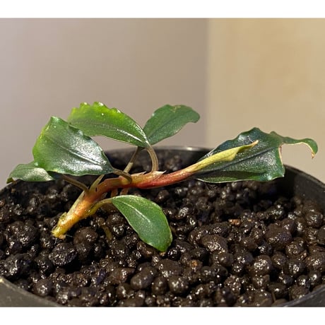 Bucephalandra sp. "Pakak 1" [MF0417-3A]