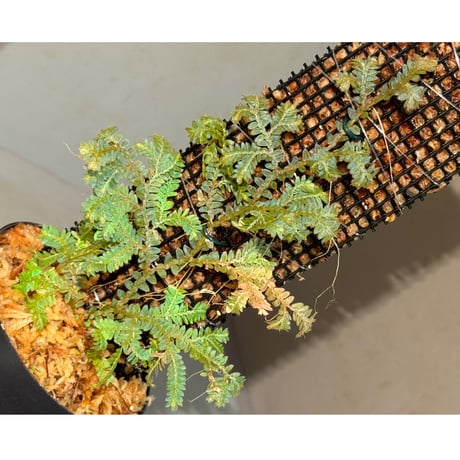 Selaginella willdenowii