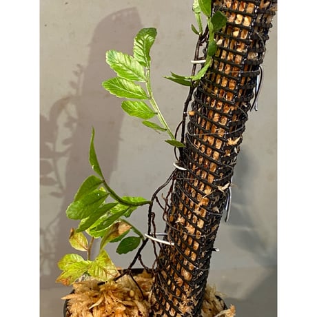 Teratophyllum ludens from Selangor Malaysia
