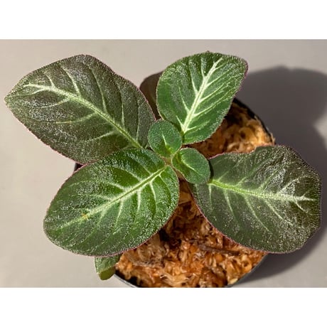 Codonoboea cf. pumilla from Riau sumatera [LA1119-02]