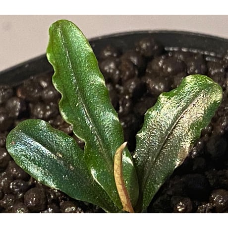 Bucephalandra sp. "MEDUSA"