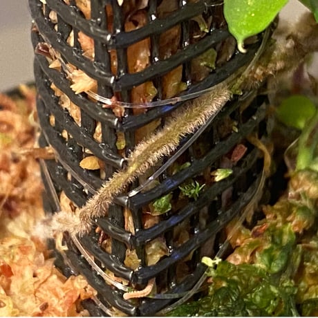 Rhaphidophora sp. from Genting Highlands