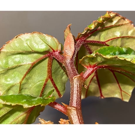 Begonia sp. from Sarawak