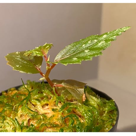 Begonia sp. from Sarawak